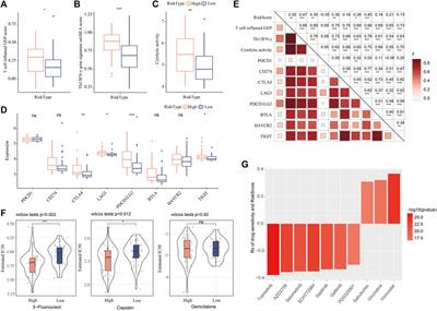 Exploring the role of tumor stemness and the potential of stemness-related risk model in the prognosis of intrahepatic cholangiocarcinoma